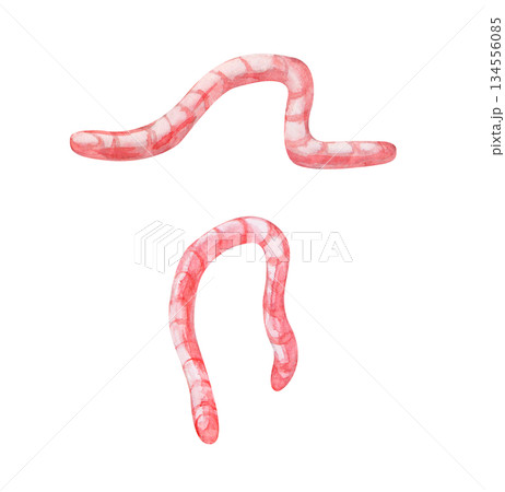 Two pink earthworms on an isolated background. Watercolor illustration of crawling and hanging insects. Realistic clipart for fishing or feeding birds. 134556085