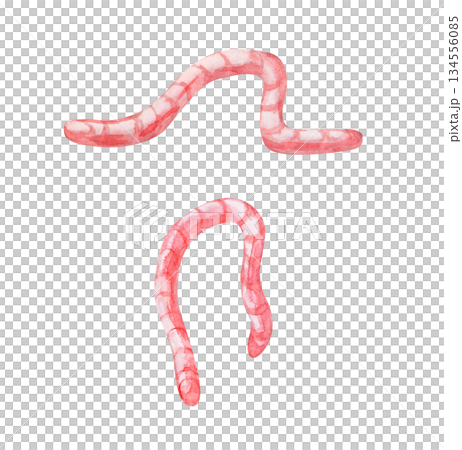 Two pink earthworms on an isolated background. Watercolor illustration of crawling and hanging insects. Realistic clipart for fishing or feeding birds. 134556085