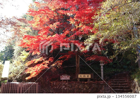紅葉に包まれた唐沢山城跡 紅葉に包まれた唐沢山城跡 134556087