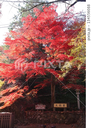 紅葉に包まれた唐沢山城跡 134556088