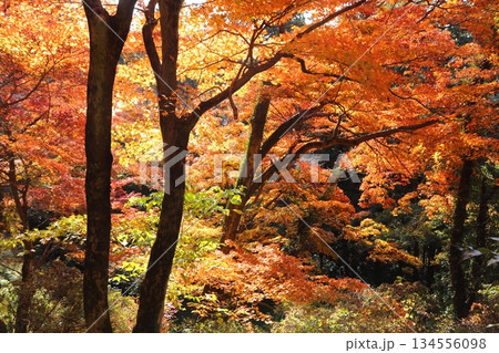 紅葉に包まれた唐沢山城跡 紅葉に包まれた唐沢山城跡 134556098