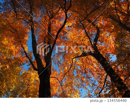 紅葉したモミジバフウ 134556490