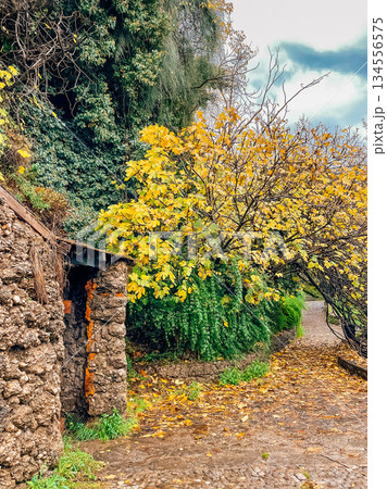 Peaceful rural trail surrounded by nature and vibrant flora 134556575