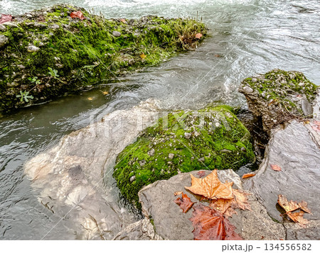 serene forest with flowing water and rocks, calm rippling stream among lush moss and seasonal leaves serene forest with flowing water and rocks, calm rippling stream among lush moss and seasonal leaves 134556582