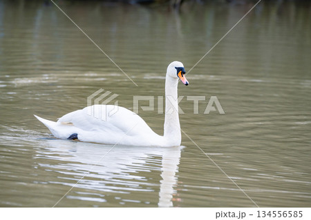 Mute common swan swimming in the lake, December 2025 U.K. 134556585