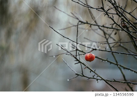 Abstract winter holiday background. Ripe red apple on tree in winter, copy space Abstract winter holiday background. Ripe red apple on tree in winter, copy space 134556590