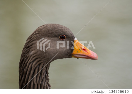 Greylag goose swimming in the lake, December 2025, United Kingdom 134556610