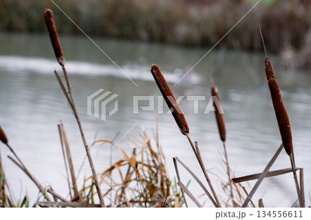 Bulrushes (Scirpoides holoschoenus) growing by the lake side Bulrushes (Scirpoides holoschoenus) growing by the lake side 134556611