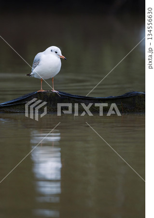 Close up of a black headed gull in winter lake in UK in December 2025 134556630
