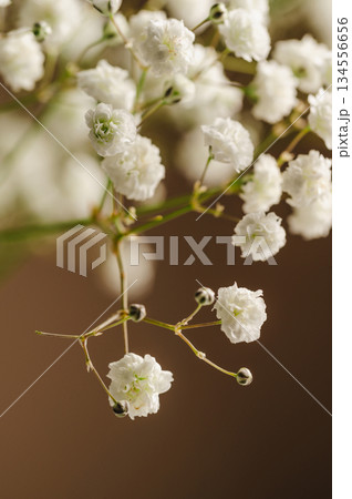 White Gypsophila flowers, macro photography. Greeting card, mockup. Spring flowers, holiday background White Gypsophila flowers, macro photography. Greeting card, mockup. Spring flowers, holiday background 134556656