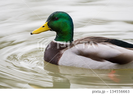 Mallard duck swimming in the pond, December 2025, UK. 134556663