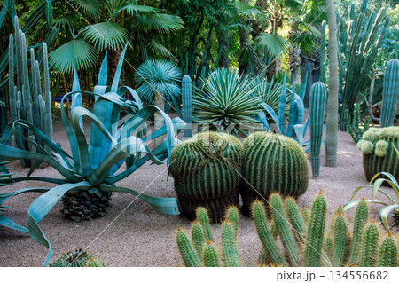 Cacti on rose sand bamboo trees in Majorelle garden Cacti on rose sand bamboo trees in Majorelle garden 134556682