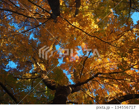 見上げたモミジバフウ 見上げたモミジバフウ 134556717