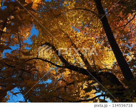 見上げたモミジバフウ 134556718