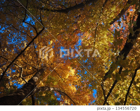 見上げたモミジバフウ 見上げたモミジバフウ 134556720