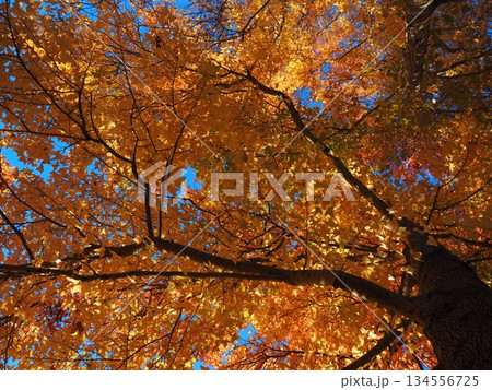 見上げたモミジバフウ 134556725