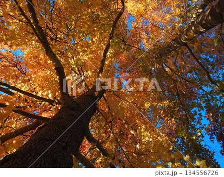 見上げたモミジバフウ 134556726