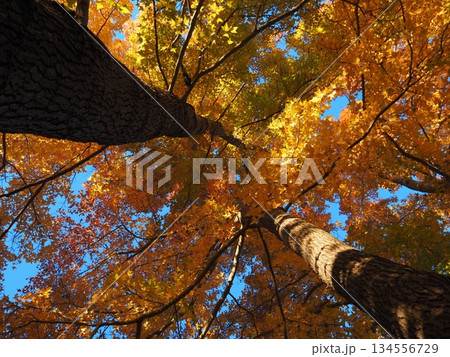 見上げたモミジバフウ 134556729