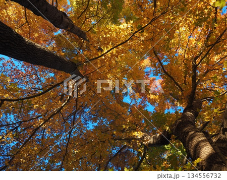 見上げたモミジバフウ 見上げたモミジバフウ 134556732