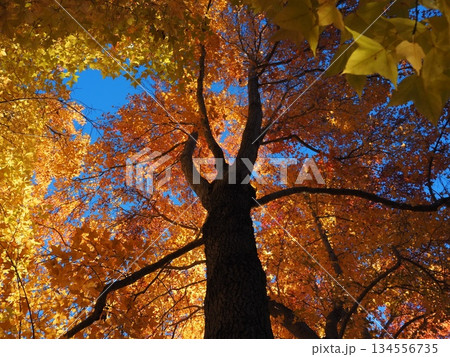 見上げたモミジバフウ 134556735