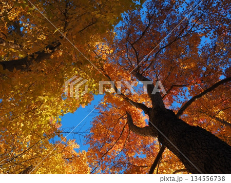 見上げたモミジバフウ 134556738