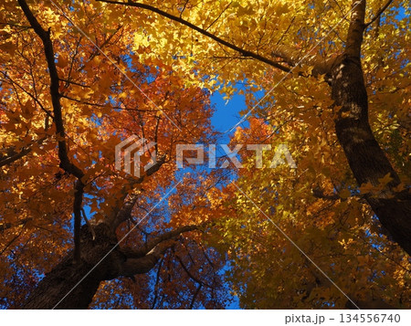 見上げたモミジバフウ 134556740