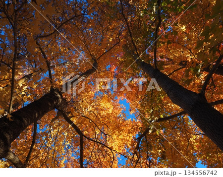 見上げたモミジバフウ 134556742
