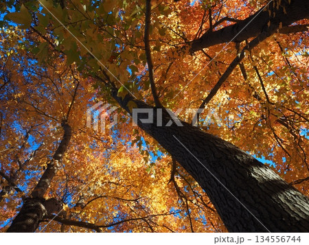 見上げたモミジバフウ 134556744