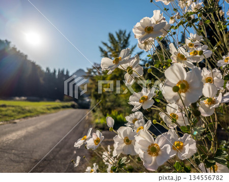 花の咲く田舎道 花の咲く田舎道 134556782