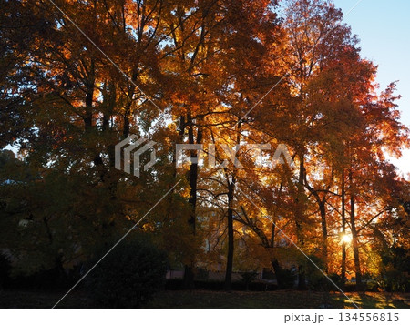 紅葉したモミジバフウと木漏れ日 134556815