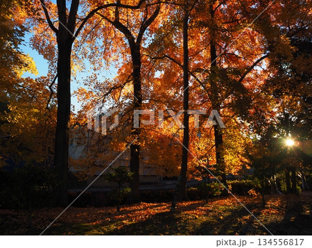 紅葉したモミジバフウと木漏れ日 134556817