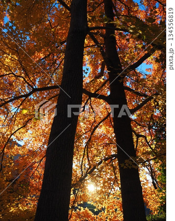 紅葉したモミジバフウと木漏れ日 134556819
