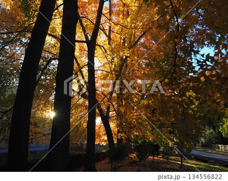 紅葉したモミジバフウと木漏れ日 134556822