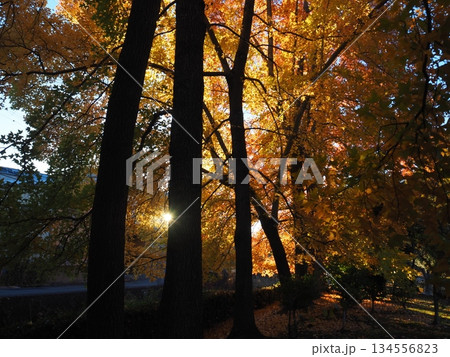 紅葉したモミジバフウと木漏れ日 紅葉したモミジバフウと木漏れ日 134556823