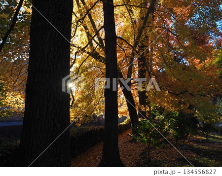 紅葉したモミジバフウと木漏れ日 紅葉したモミジバフウと木漏れ日 134556827