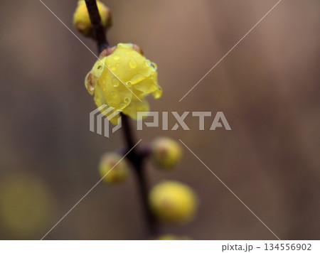 雨の降る12月に可愛らしく咲き始めた黄色い蝋梅（ロウバイ）の花 134556902