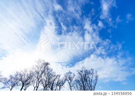 冬空と雲と木立 冬空と雲と木立 134556950