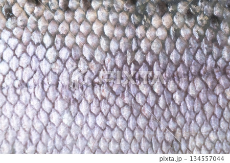 Pattern texture of trout skin. Macro shot rainbow trout skin surface texture background. Close up picture of texture of trout skin detail. Pattern texture of trout skin. Macro shot rainbow trout skin surface texture background. Close up picture of texture of trout skin detail. 134557044