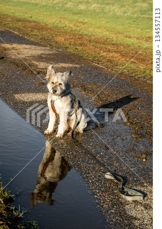 Small dog sitting by puddle on wet path with reflection during autumn walk Small dog sitting by puddle on wet path with reflection during autumn walk 134557113