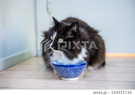 Black and white cat sitting indoors with ceramic bowl Black and white cat sitting indoors with ceramic bowl 134557116