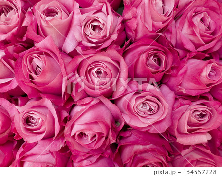 Beautiful red roses texture background.Rose pattern 134557228