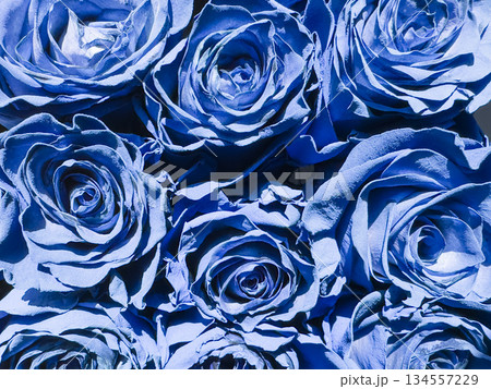 Beautiful blue roses texture background.Rose pattern 134557229