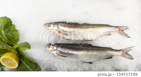 Raw white fish on ice. Fresh fish for sale in the market seafood restaurant. Freeze on ice for sale at freshness sea market Raw white fish on ice. Fresh fish for sale in the market seafood restaurant. Freeze on ice for sale at freshness sea market 134557299