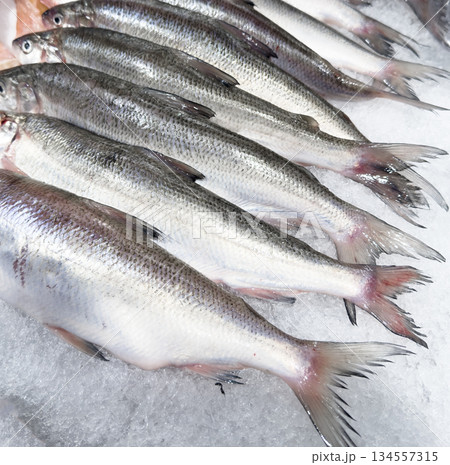 Raw white fish on ice. Fresh fish for sale in the market seafood restaurant. Freeze on ice for sale at freshness sea market 134557315