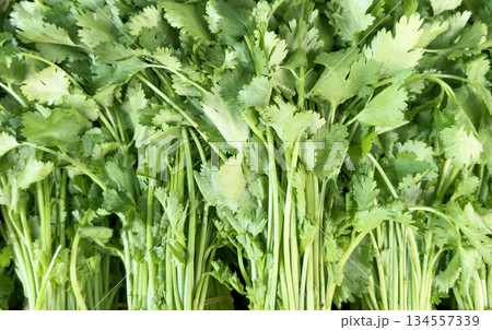 Green leaves of parsley plant, close-up. Background of fresh parsley texture Green leaves of parsley plant, close-up. Background of fresh parsley texture 134557339