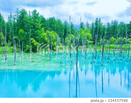 北海道美瑛の青い池｜コバルトブルーに輝く幻想的な森の絶景 134557598
