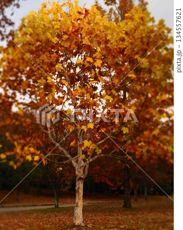 紅葉した木 紅葉した木 134557621