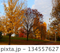 紅葉したメタセコイア 134557627