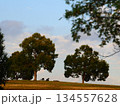 木のある風景 134557628