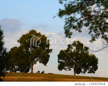 木のある風景 木のある風景 134557628